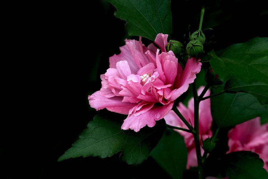 一朵花能吃出鸡肉味？这“花花世界”真不简单丨星·鲜货