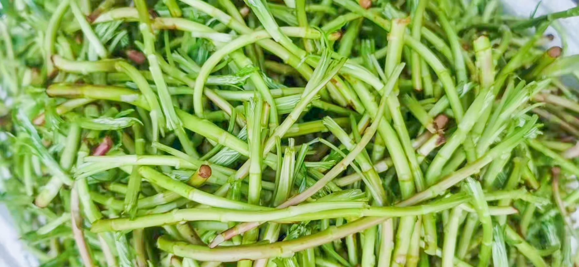 正月藜、二月蒿，三月四月当柴烧